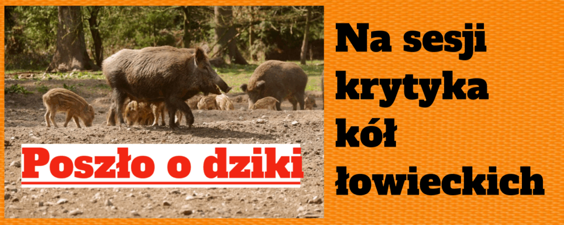 dziki