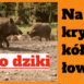 dziki