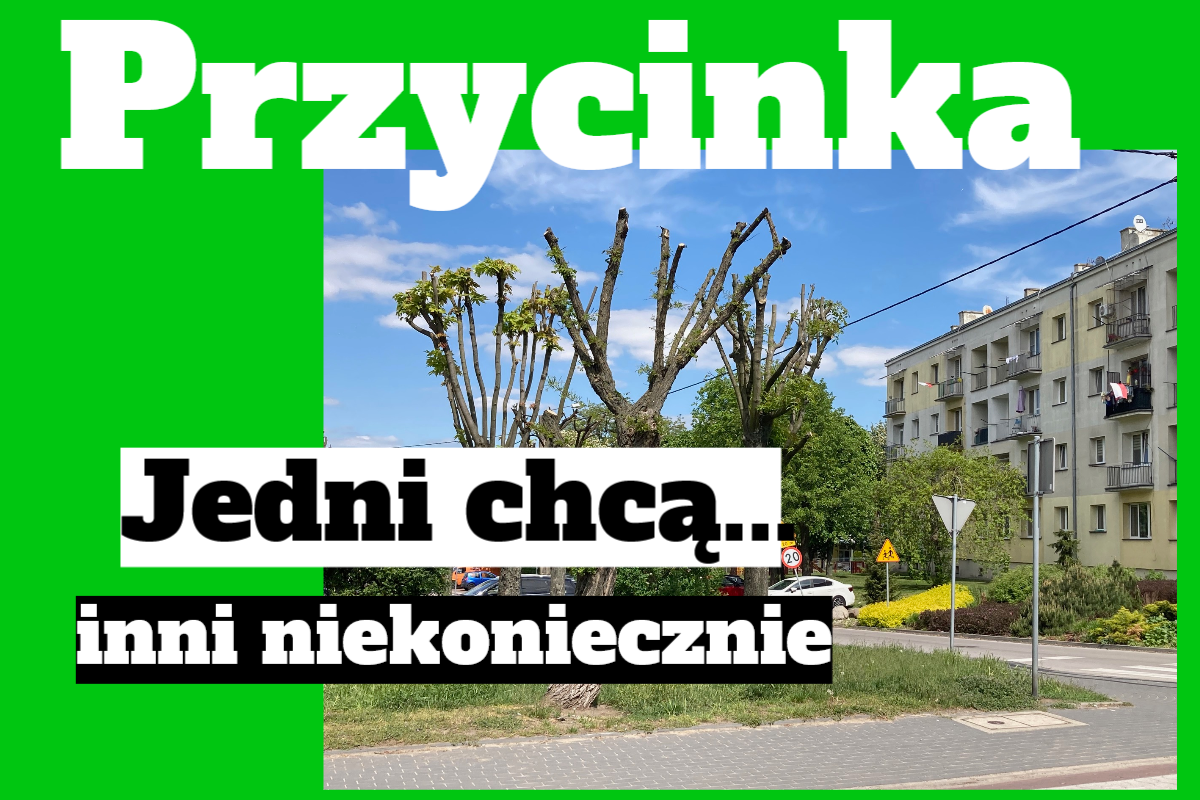 przycinka