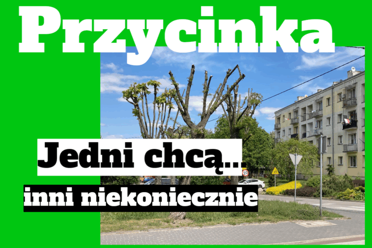 przycinka