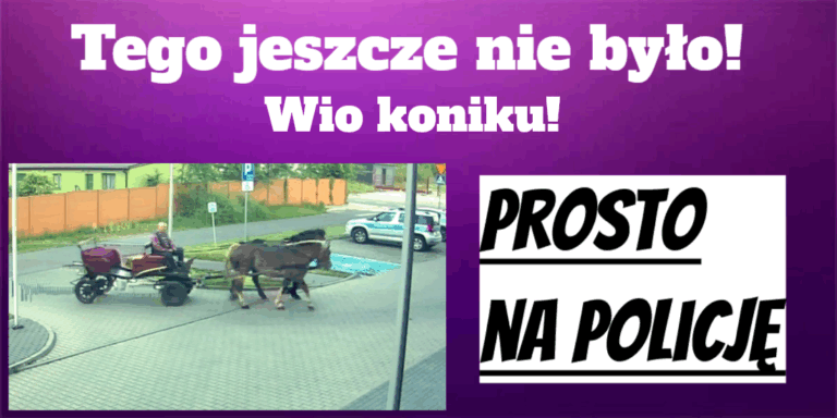 wio koniku