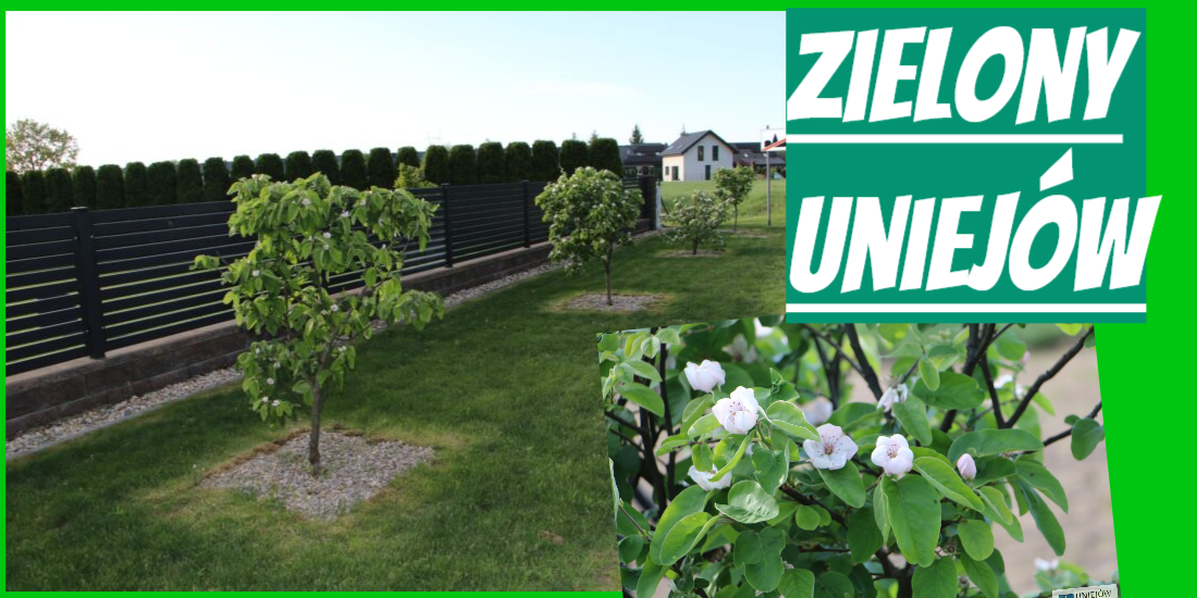 zielony uiejów