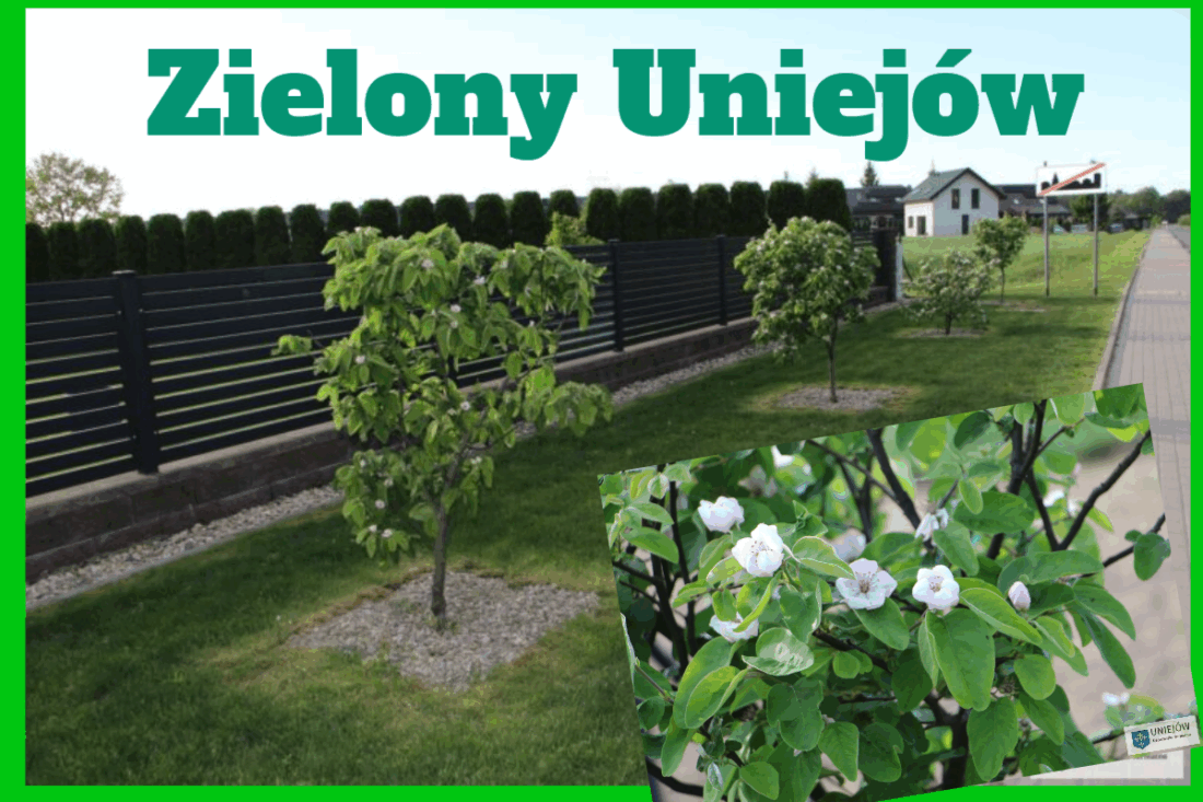 zielony uniejów