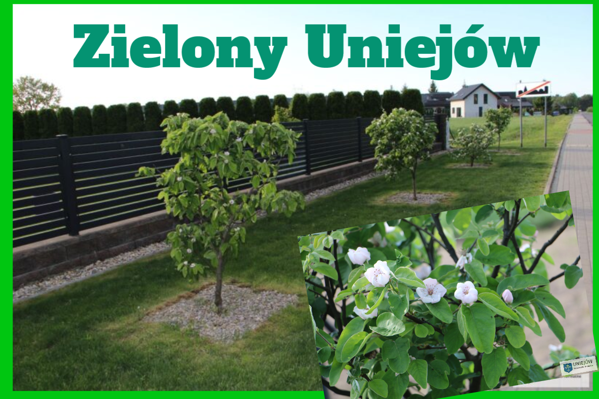 zielony uniejów