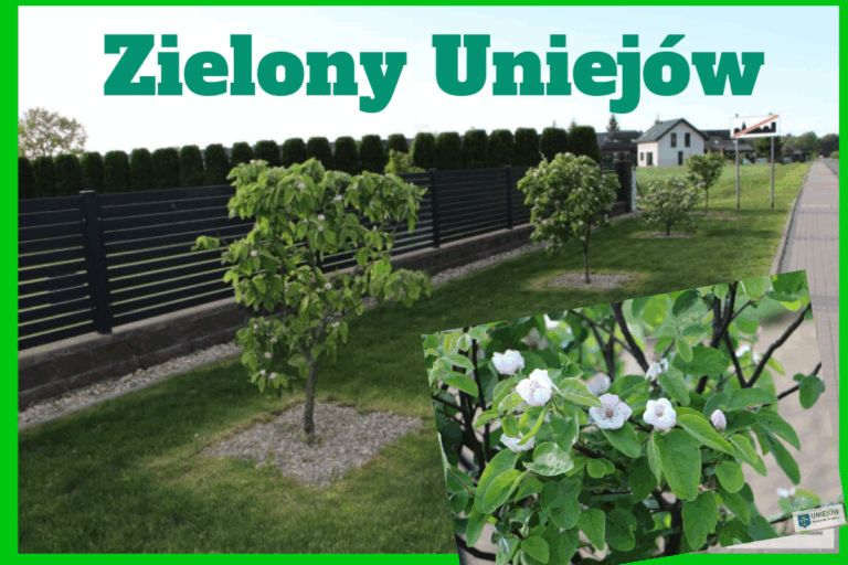 zielony uniejów