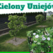 zielony uniejów