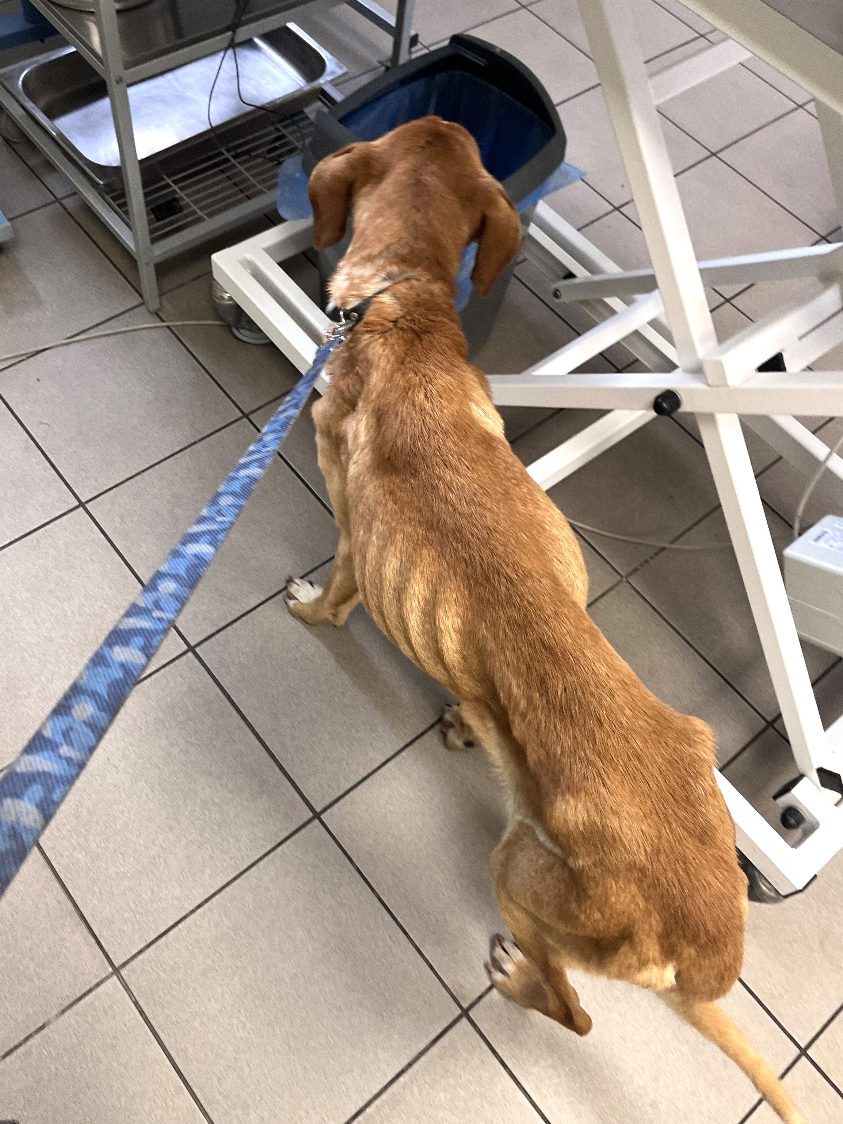 Kontrowersje wokół interwencji: pies zabrany z gospodarstwa w gminie Grabów zmarł po kilkunastu dniach w azylu