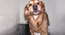 pies