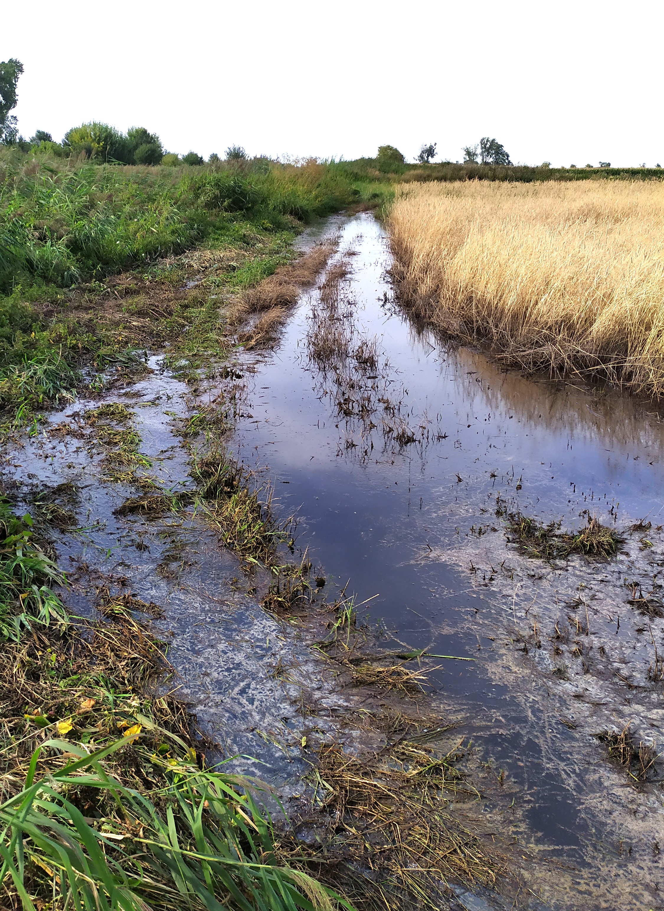 Trudne żniwa. W wielu miejscach pod Łęczycą podtopione zboża