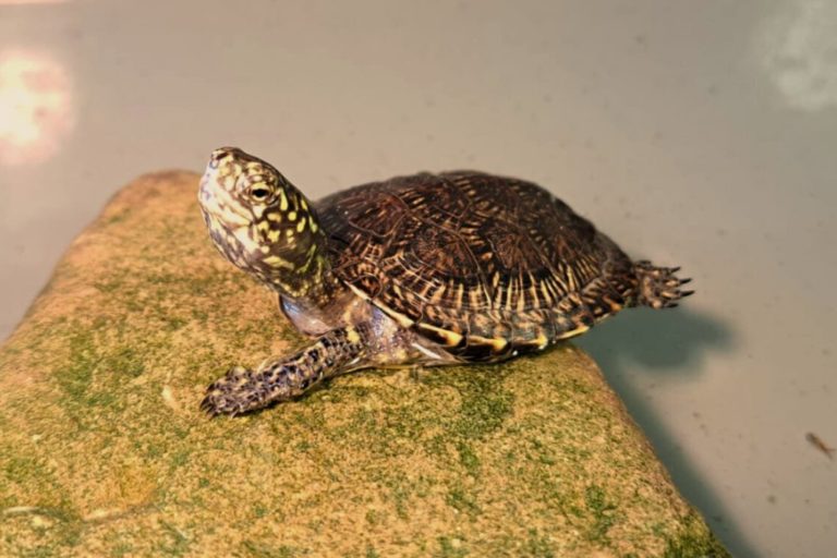 żółwie