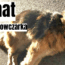 dramat