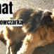 dramat