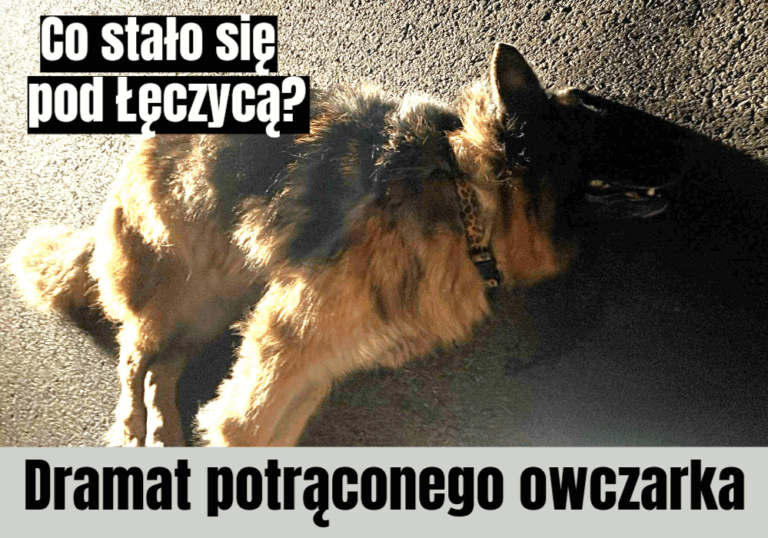 owczarek