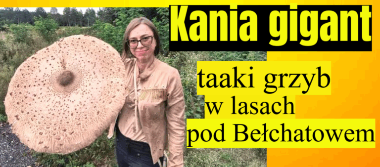 kania