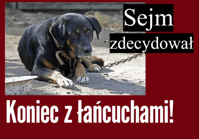koniec z łańcuchami
