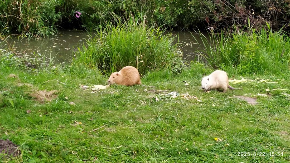 nutrie