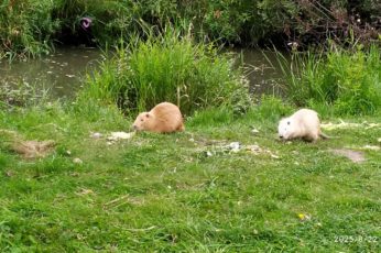 nutrie