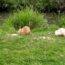 nutrie
