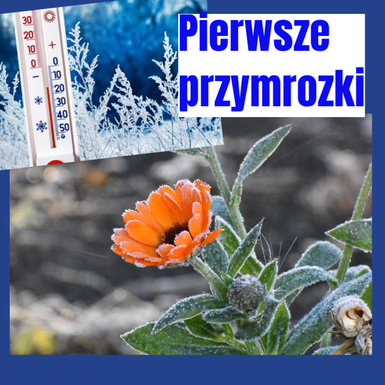 przymrozki