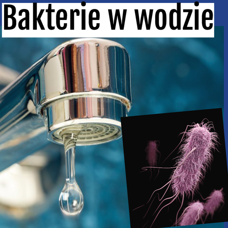 bakterie