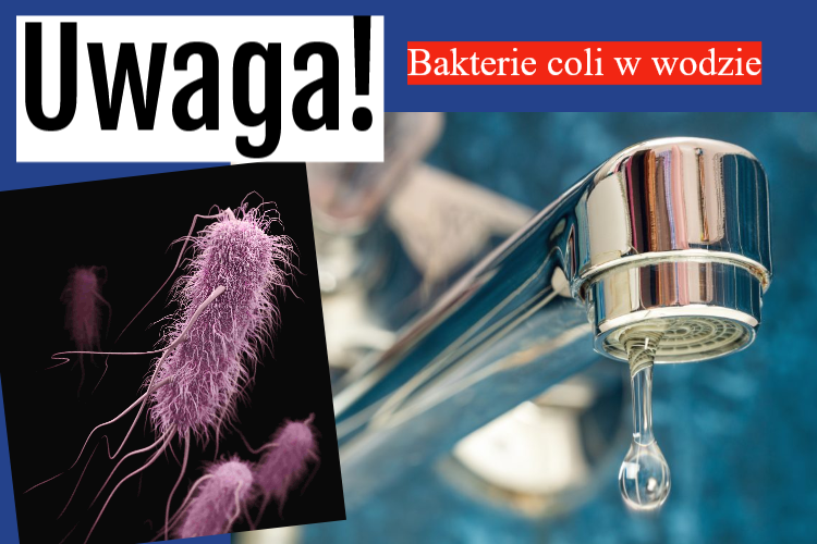 bakterie
