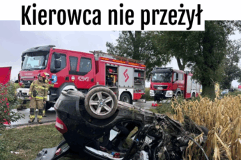 dachowanie