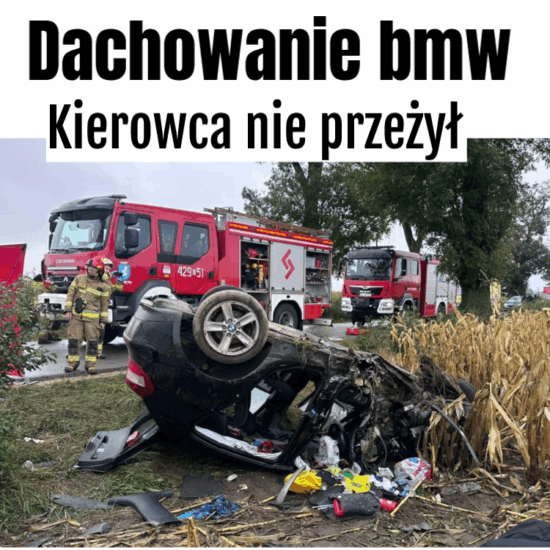 dachowanie