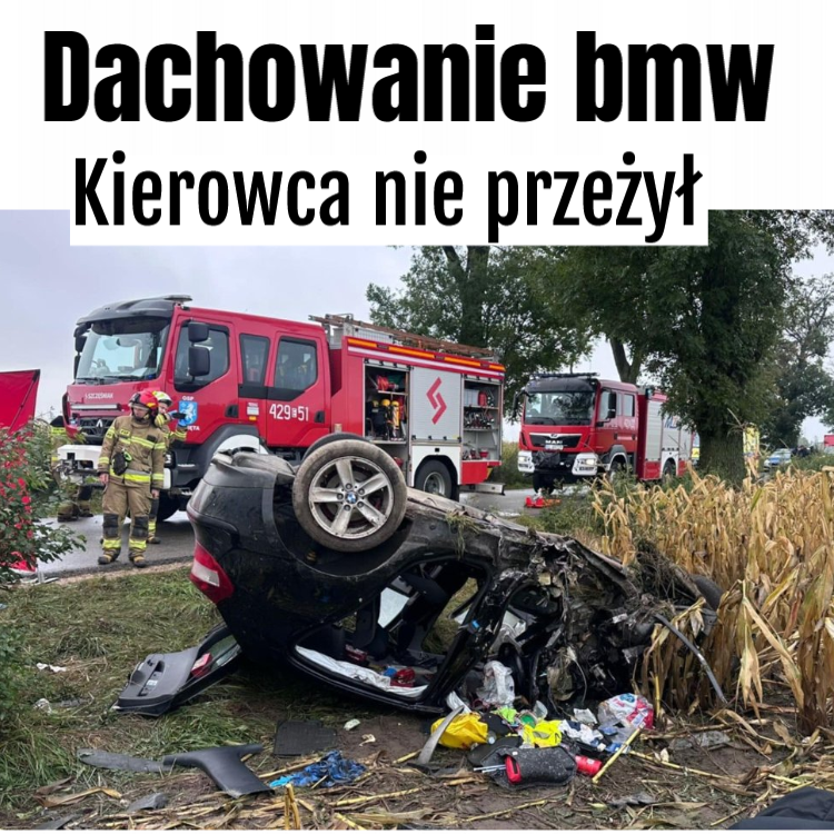 dachowanie