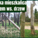 drzewa