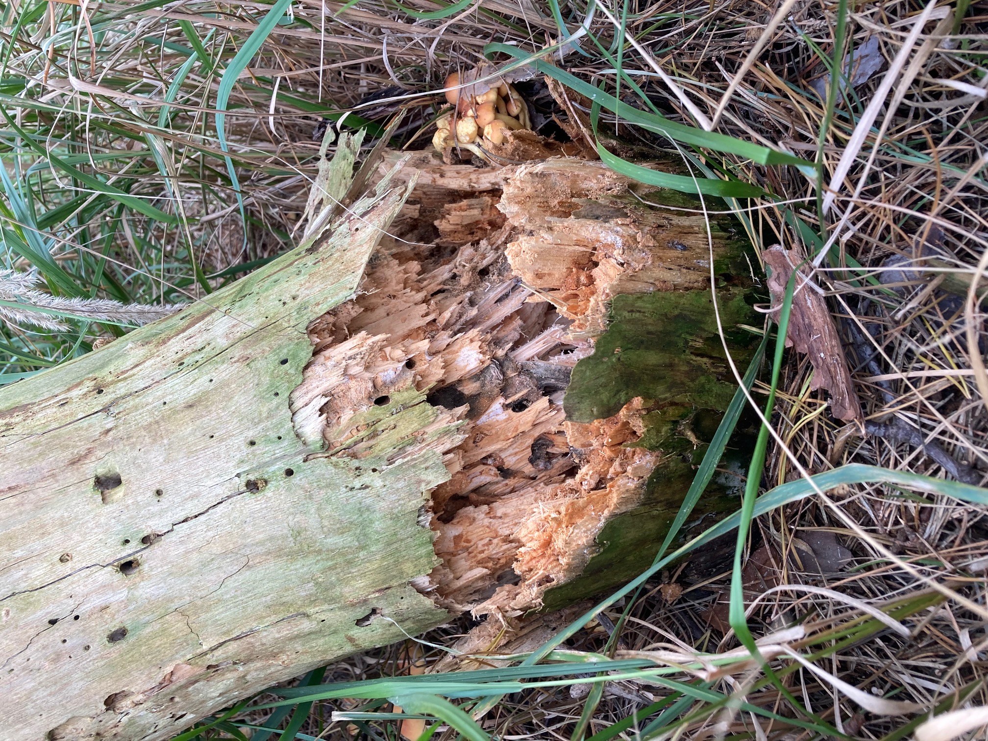 Emocje wokół małego lasku