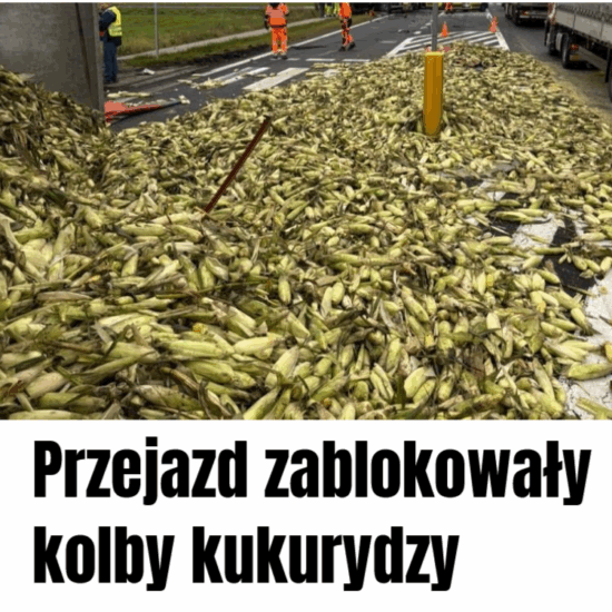 kukurydza