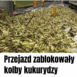 kukurydza