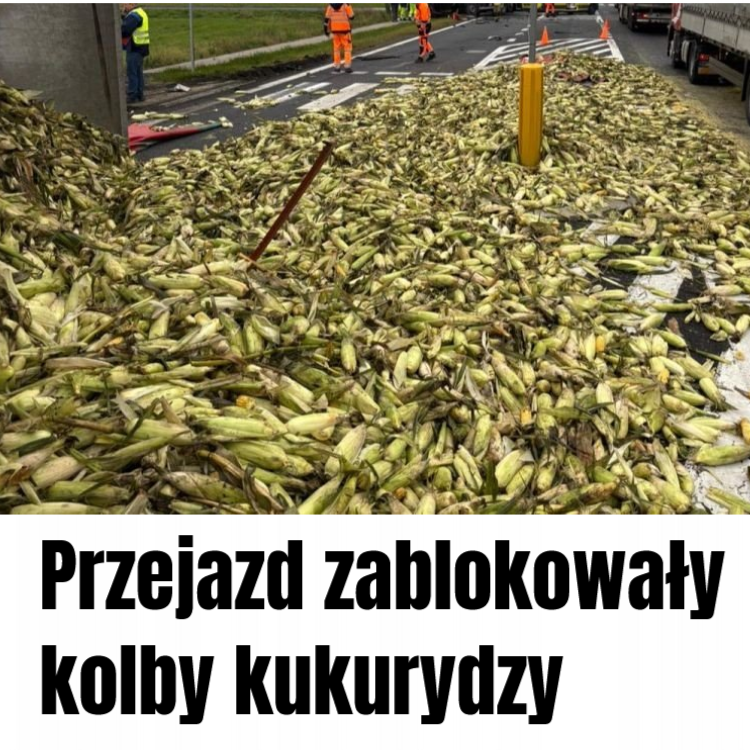 kukurydza