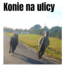 konie