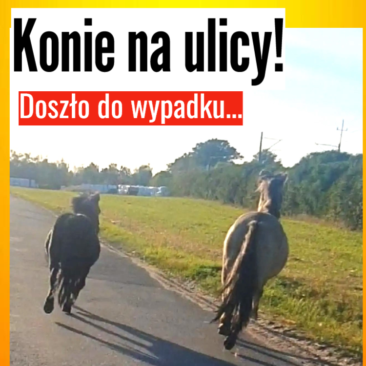 konie