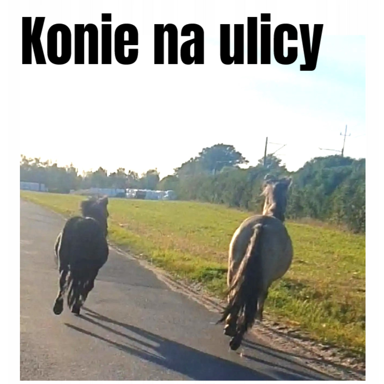 konie