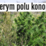 konopie
