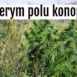 konopie