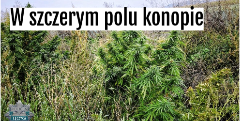 konopie