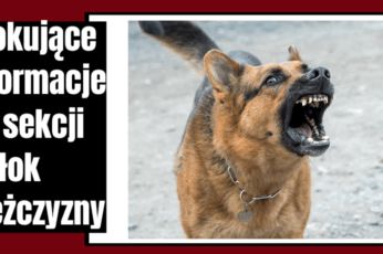 atak psów