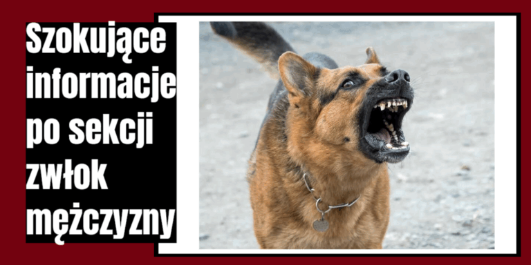 atak psów