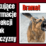 dramat