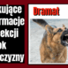 dramat