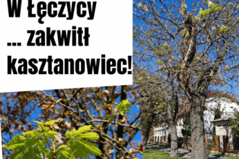 kasztanowiec
