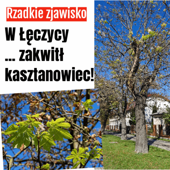kasztanowiec