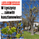 kasztanowiec