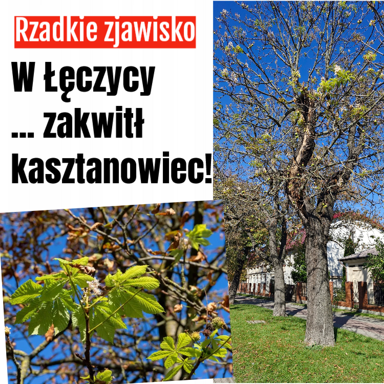 kasztanowiec