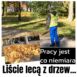 liście