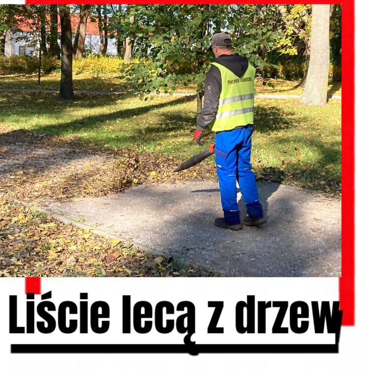 liście