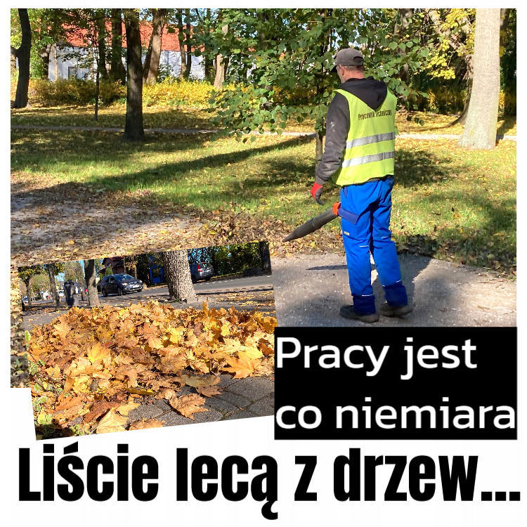 liście